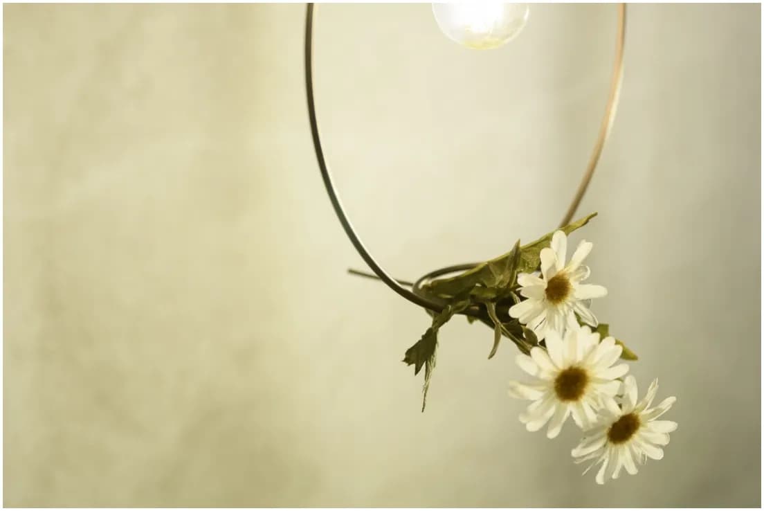 BOTANIC HANGING WIRERING LIGHT