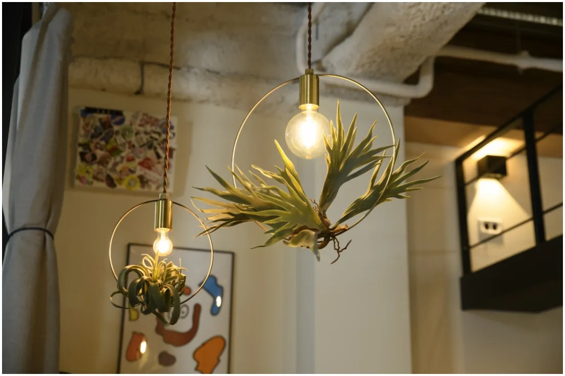 BOTANIC HANGING WIRERING LIGHT
